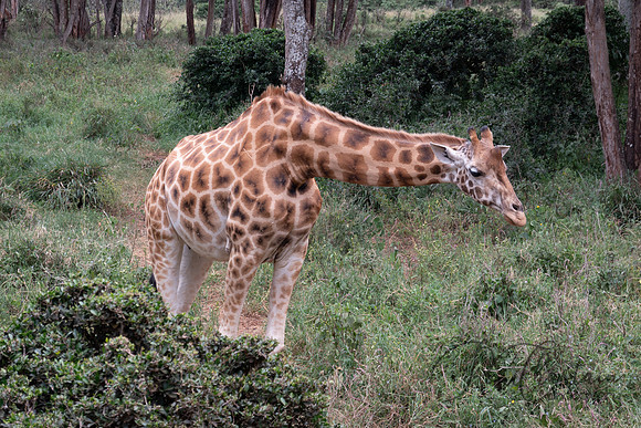 Kenya_Jul212019_3841
