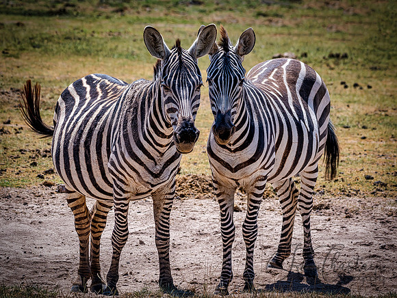 Kenya_Jul232019_2247