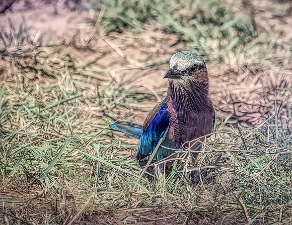 Kenya_Jul272019_4845-a