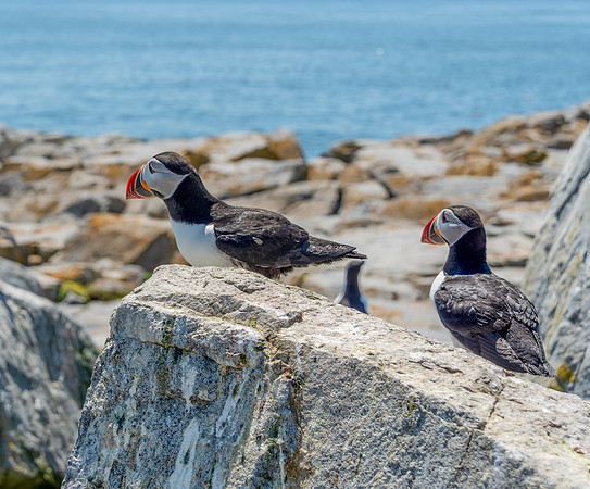 PUFFINS, MAINE 2025_0451
