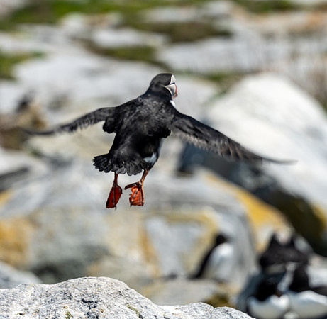 PUFFINS, MAINE 2025_0402