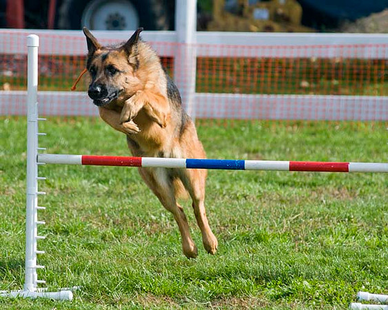 AllfurfunAgility 103010_0108