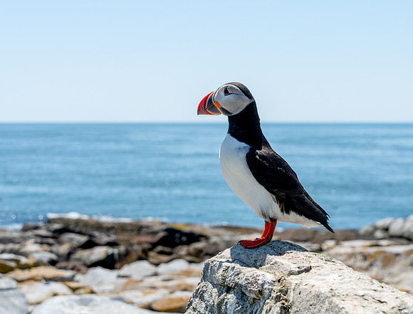 PUFFINS, MAINE 2025_0138