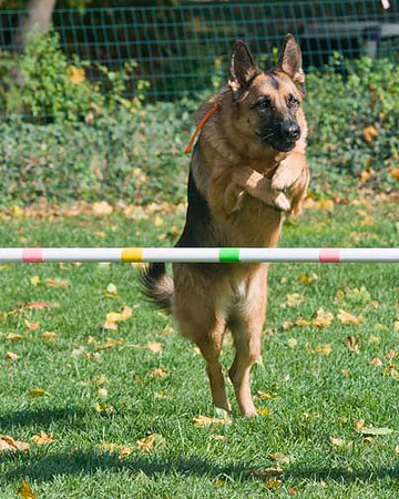 AllfurfunAgility 103010_0065