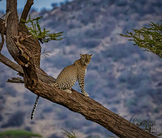 Kenya_Jul312019_7457