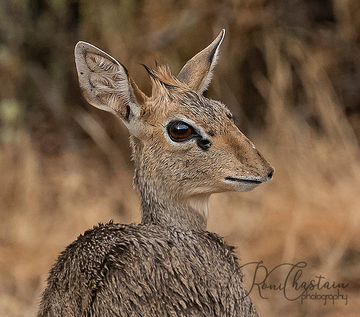 Kenya_Aug012019_6828