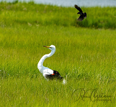 GrHeron Oceanside_0106