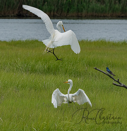 GrHeron Oceanside_0194