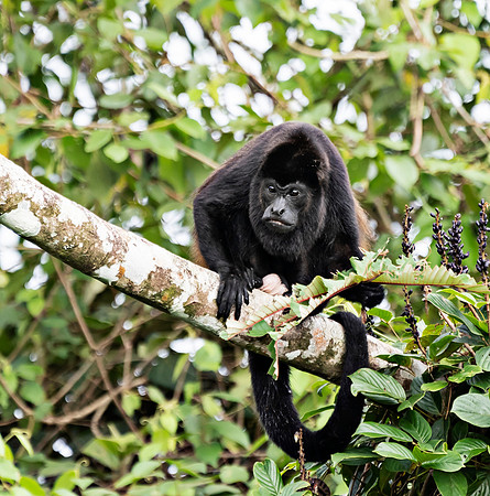 CostaRica_102018_0644