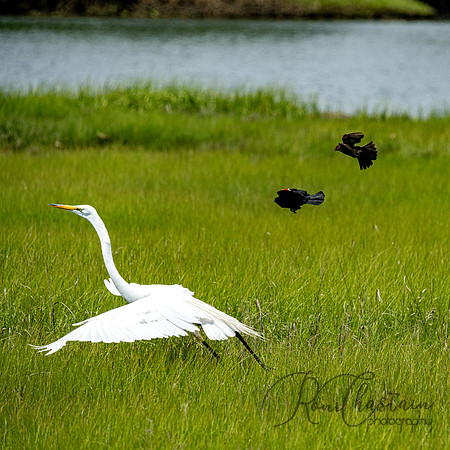 GrHeron Oceanside_0098