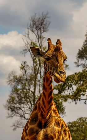 Kenya_Jul212019_3666