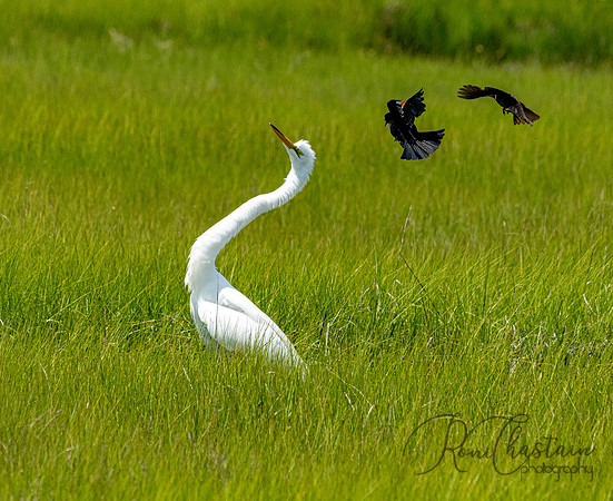 GrHeron Oceanside_0102