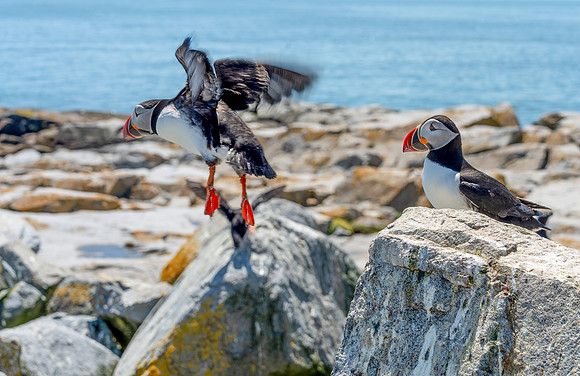 PUFFINS, MAINE 2025_0448