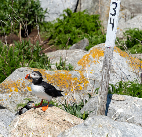 PUFFINS, MAINE 2025_0135