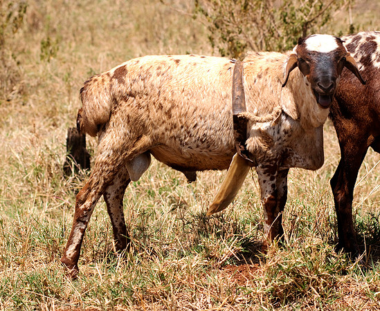 africa 09_7116