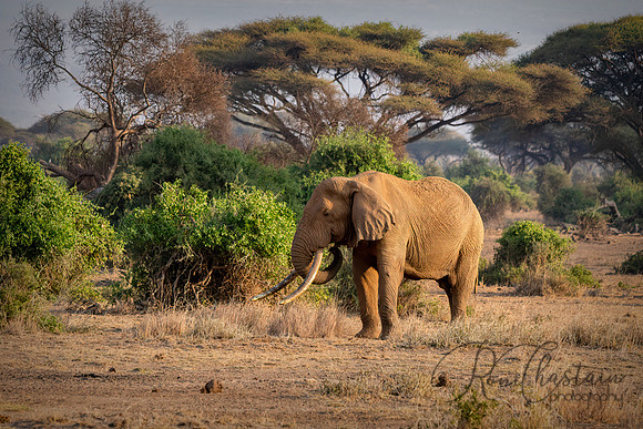 Kenya_Jul222019_4215