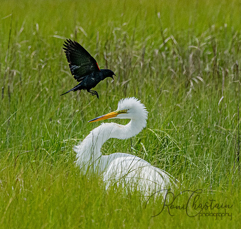 GrHeron Oceanside_0151
