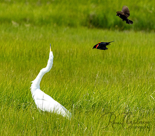 GrHeron Oceanside_0105