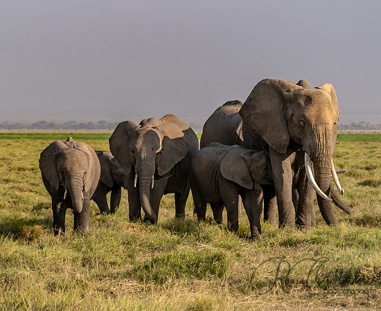 Kenya_Jul232019_0412