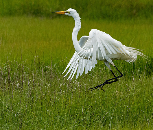 GrHeron Oceanside_0168
