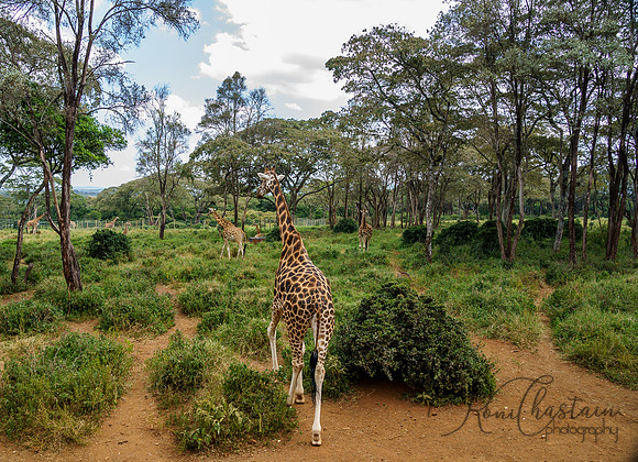 Kenya_Jul212019_3630