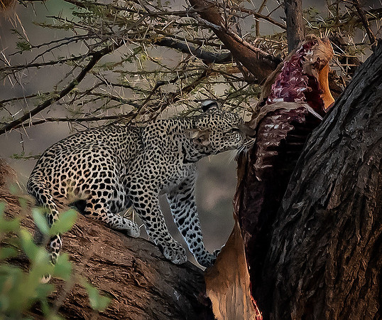 Kenya_Jul312019_7534