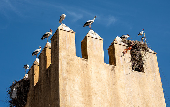 Morroco 2023_1663
