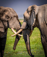 Kenya_Jul232019_0239