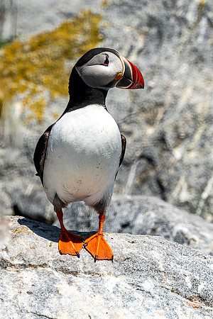 PUFFINS, MAINE 2025_0105