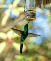 CubaWild2024_0574