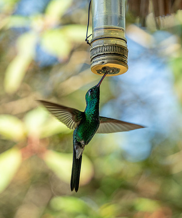 CubaWild2024_0574