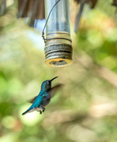 CubaWild2024_0580