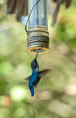 CubaWild2024_0584