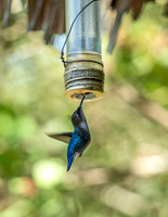 CubaWild2024_0585