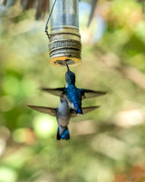 CubaWild2024_0595