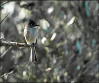 CubaWild2024_1182