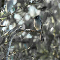 CubaWild2024_1185