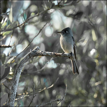 CubaWild2024_1185