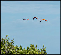 CubaWild2024_1210