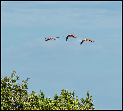 CubaWild2024_1210