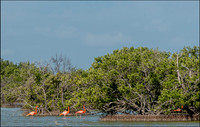 CubaWild2024_1212
