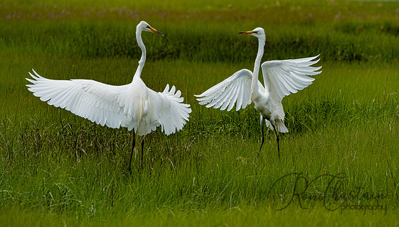 GrHeron Oceanside_0166