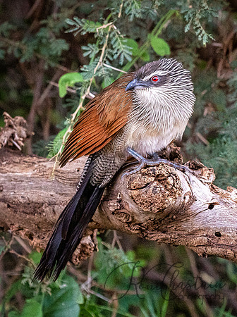Kenya_Aug012019_6846