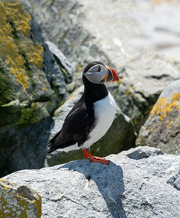 PUFFINS, MAINE 2025_0149