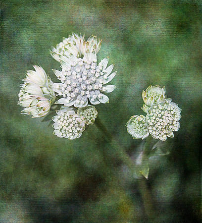 BerkshiresBotanical_Jul102014_0050