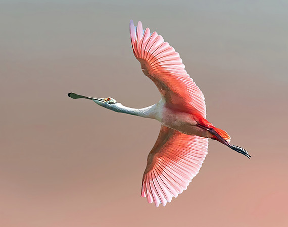 Spoonbill_outputA