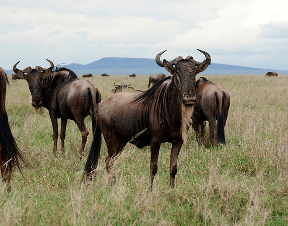 africa 09_7268