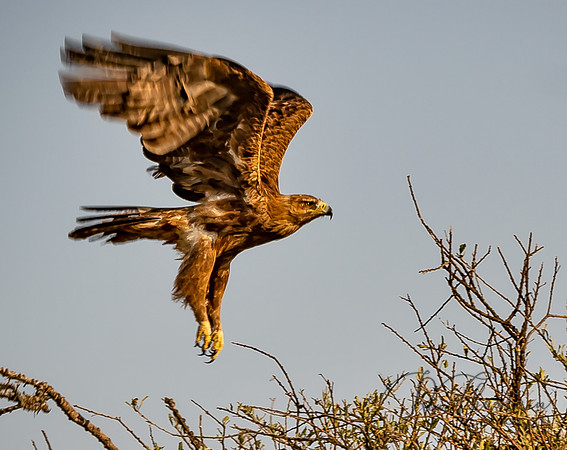 Kenya_Jul252019_6271