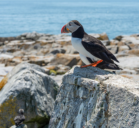 PUFFINS, MAINE 2025_0446