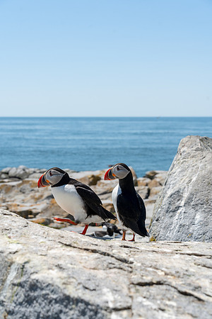 PUFFINS, MAINE 2025_0142